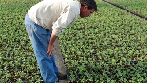 Surveillance phytosanitaire d’une pépinière de jeunes plants par le chef de culture. © J. Jullien